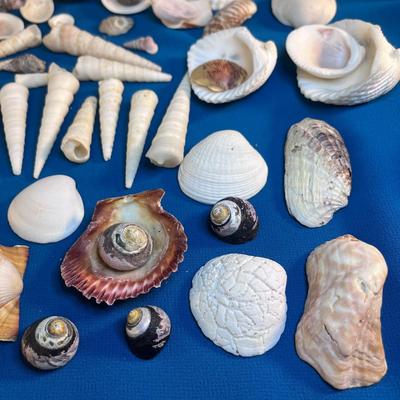 ASSORTMENT OF SEA SHELLS AND COLORFUL CORAL BITS