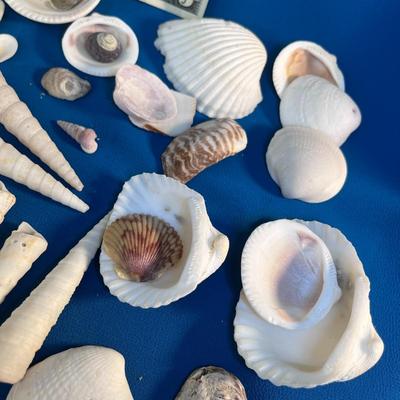 ASSORTMENT OF SEA SHELLS AND COLORFUL CORAL BITS