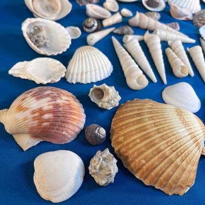 ASSORTMENT OF SEA SHELLS AND COLORFUL CORAL BITS