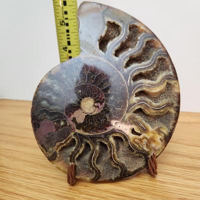 Split Ammonite with Stand 5.5