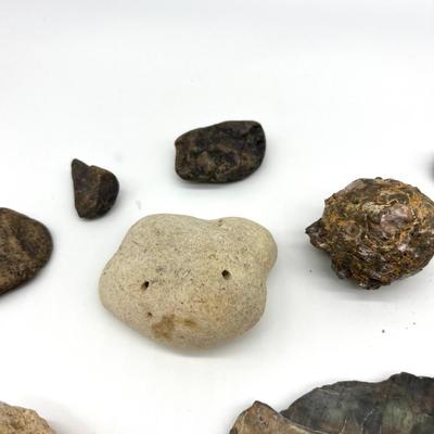 Petrified Wood & Rock Lot
