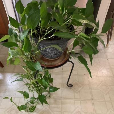 Live Golden Pathos Plant in Plastic Pot