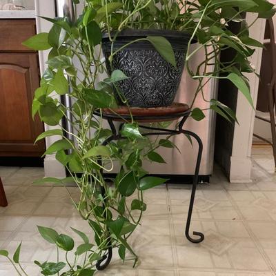 Live Golden Pathos Plant in Plastic Pot