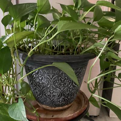 Live Golden Pathos Plant in Plastic Pot