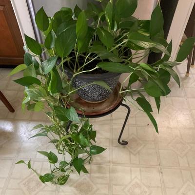 Live Golden Pathos Plant in Plastic Pot