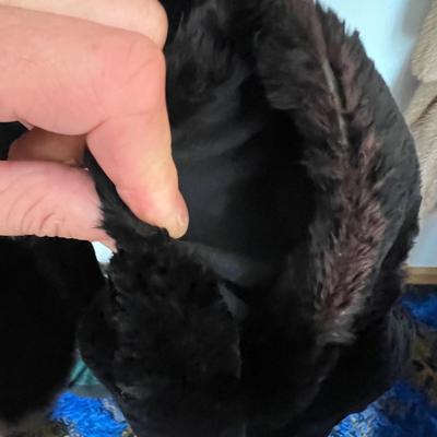 Ladies Fur Coats & More (UB-RG)