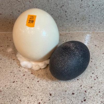 Ostrich and Emu egg