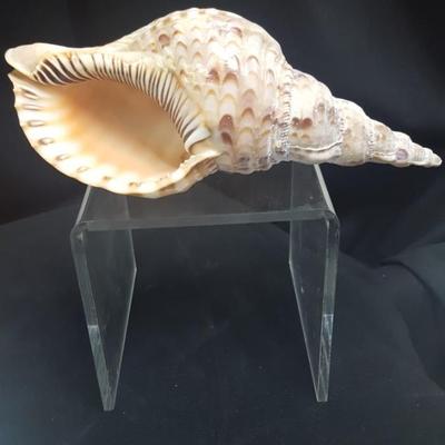 Sea Shells - Set #1
