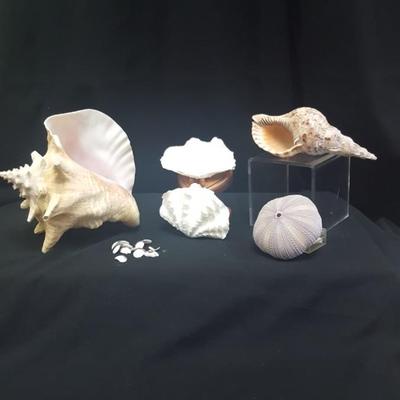 Sea Shells - Set #1
