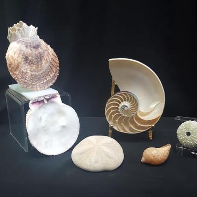 Sea Shells Set #2