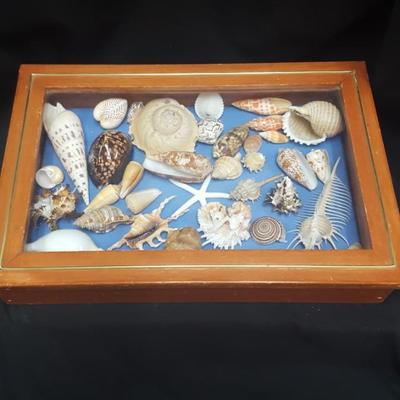 Sea Shells in Presentation box