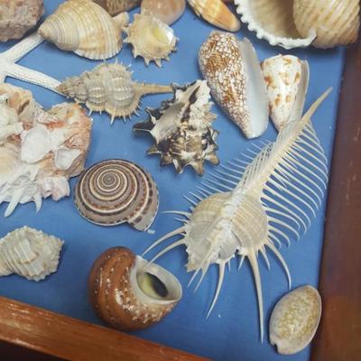 Sea Shells in Presentation box