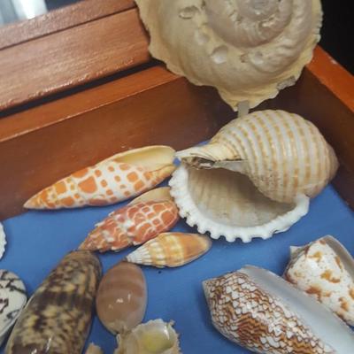 Sea Shells in Presentation box