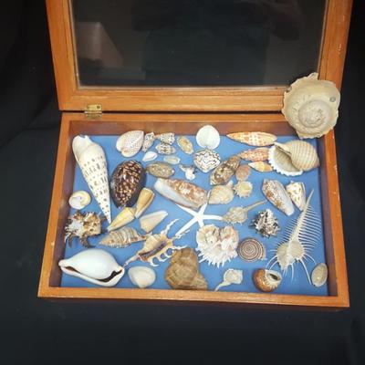 Sea Shells in Presentation box