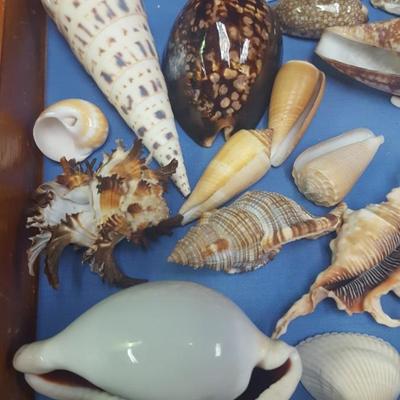 Sea Shells in Presentation box