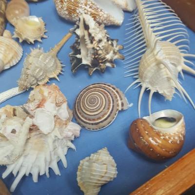 Sea Shells in Presentation box