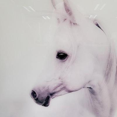 Empire Art Direct White Horse Graphic