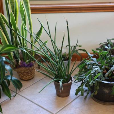 Live House Plants - Christmas Cactus, Snake Plant, etc.