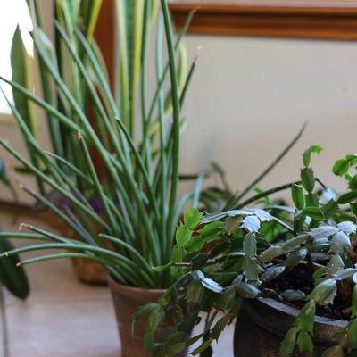 Live House Plants - Christmas Cactus, Snake Plant, etc.