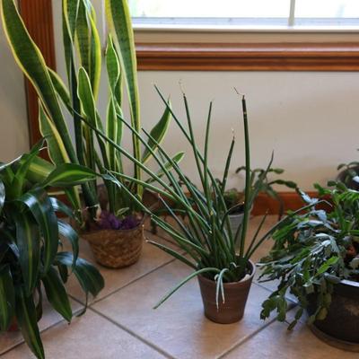 Live House Plants - Christmas Cactus, Snake Plant, etc.