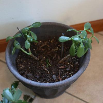 Live House Plants - Christmas Cactus, Snake Plant, etc.