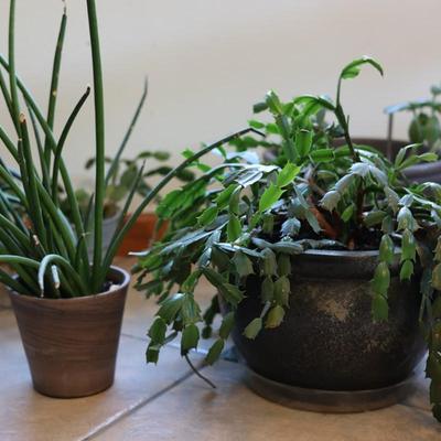 Live House Plants - Christmas Cactus, Snake Plant, etc.