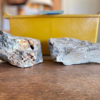 Shells and  petrified wood