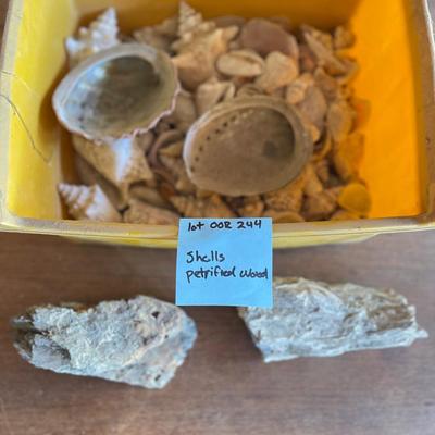 Shells and  petrified wood