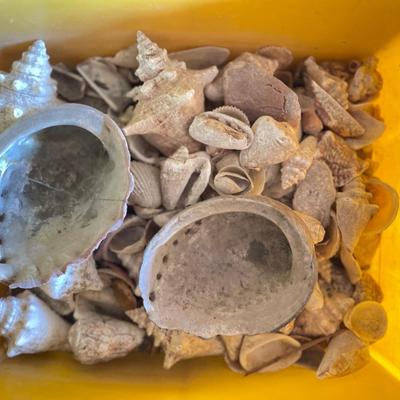 Shells and  petrified wood