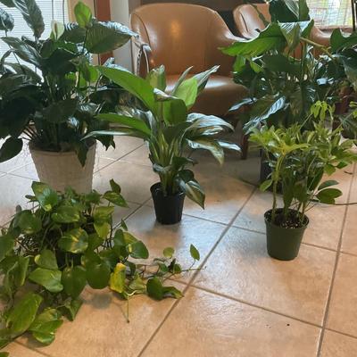 LIVE Indoor Plants - 5 total