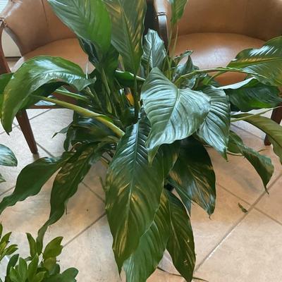 LIVE Indoor Plants - 5 total