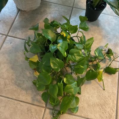 LIVE Indoor Plants - 5 total