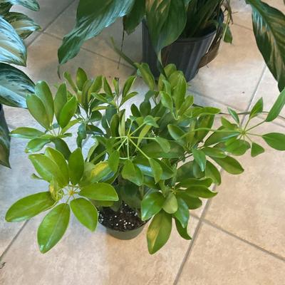 LIVE Indoor Plants - 5 total
