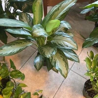 LIVE Indoor Plants - 5 total