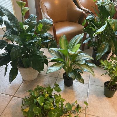 LIVE Indoor Plants - 5 total