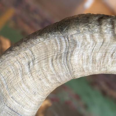Brad Finch, Eagle River, Wi, "Night Duel" Horn Carving