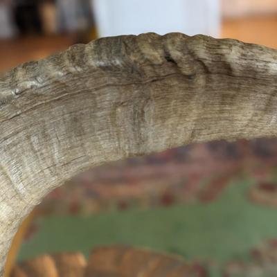 Brad Finch, Eagle River, Wi, "Night Duel" Horn Carving