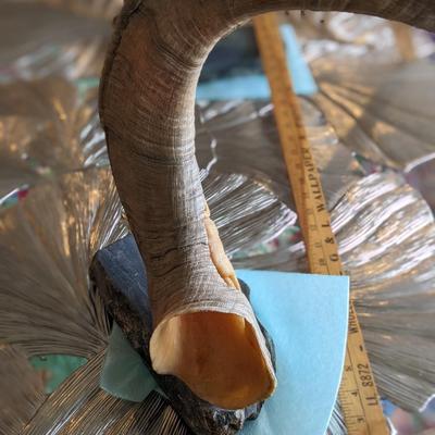 Brad Finch, Eagle River, Wi, "Night Duel" Horn Carving