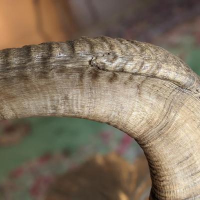 Brad Finch, Eagle River, Wi, Sheep Horn Carvings. "In Mystic Pass"