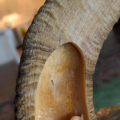Brad Finch, Eagle River, Wi, Sheep Horn Carvings. "In Mystic Pass"
