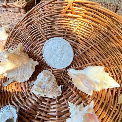 Shells and basket
