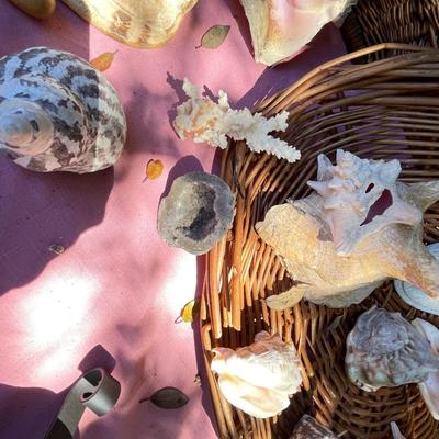 Shells and basket