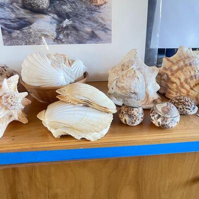 Sea shells and artwork