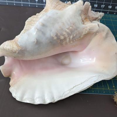 Garlic on String + Shell