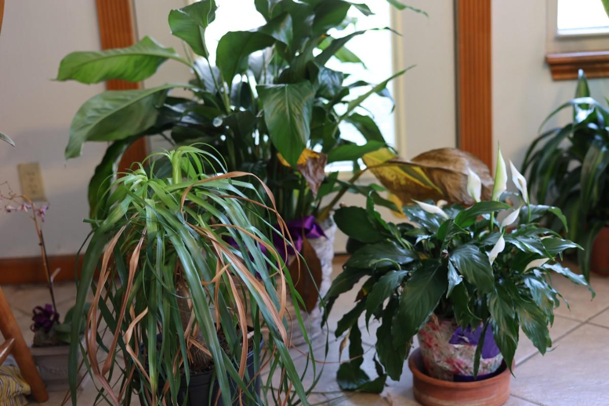 LIVE Indoor Plants (3) Total