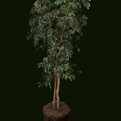 TALL FAUX FICUS TREE