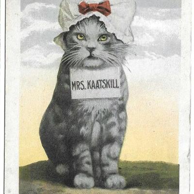 Mrs. Kaatskill Cat
