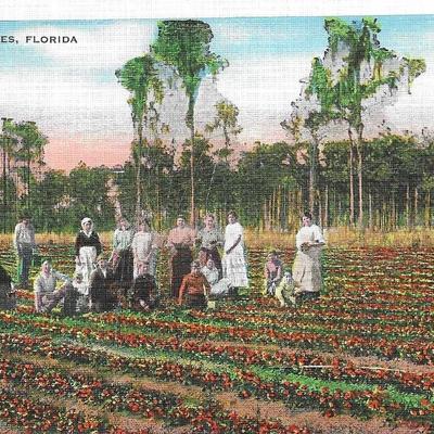 Picking Strawberries Florida