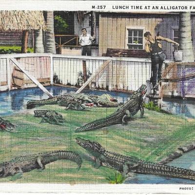 Lunch Time - Alligator Farm