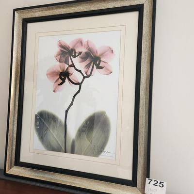 Orchid X-ray Floral Flower Print Wall Art Albert Koetsier 19x23